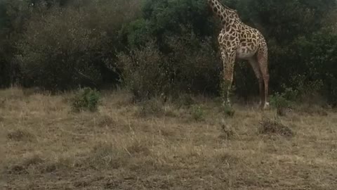 Giraffes & Tourists