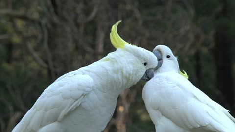 white birds