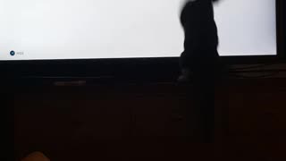 Cat trying to catch drones starwars tv