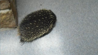 2012-01-18 Echidna, Tassie 02