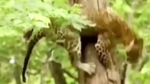 A leopard is climbing a tree