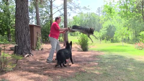 German Shepherds Water Hose Dance!!! With German Shepherd Man