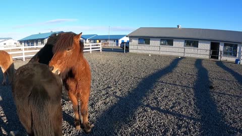 Icelandic horses says hello