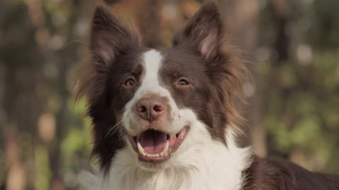 Smiley dog 🐶🐶🐶