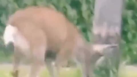 Deer Vs Dog