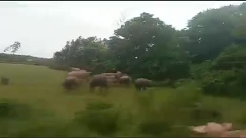 Herd of elephants in Indo-Bangla border, Meghalaya, India