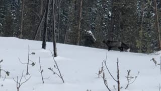 Rare Sierra Nevada Red Fox at Mount Bachelor
