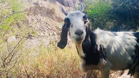 Happy Goats Eating Grass Living Their Best Life [Funny Nature Video]