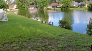 Geese at the lake.