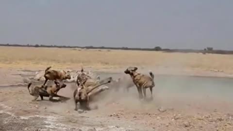 Can a lioness fight off a pack of wild dogs