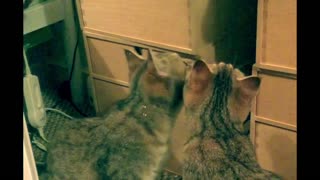 kitten meets her own reflection for the first time.