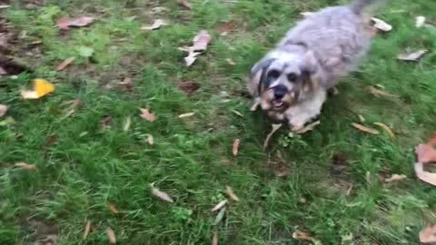 This Little Pup Is Thrilled To Be Playing In The Leaves
