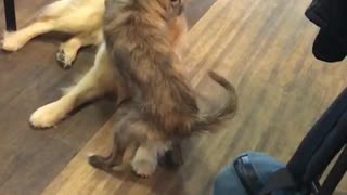 Dogs play fight in slowmo