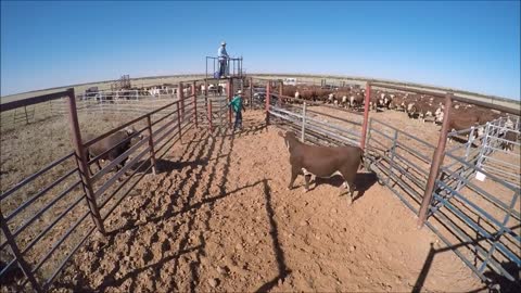 Bull Chasing suddenly