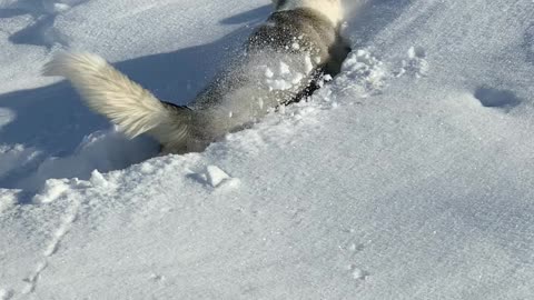 Determined Dog Trudges Through Deep Powder