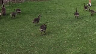 Playful ducks in the park