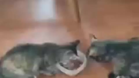 Fighting over food