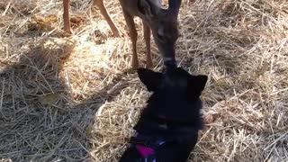 Deer and Dog giving kisses to each other!