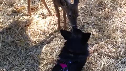 Deer and Dog giving kisses to each other!