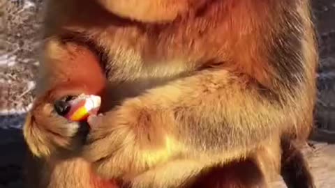 Endangered golden snub nosed monkey
