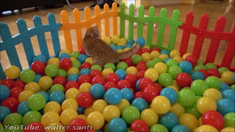 Two Cats and 500 Balls in a Ball Pit !!