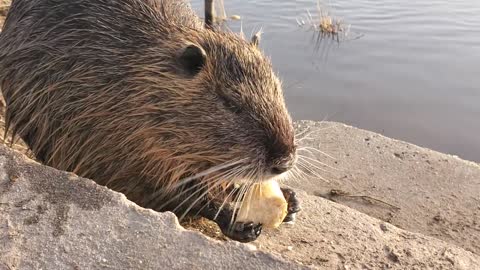 Adorable moment beaver Cute 2021