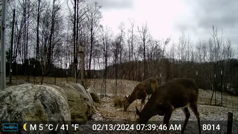 Deer - Checking It Out