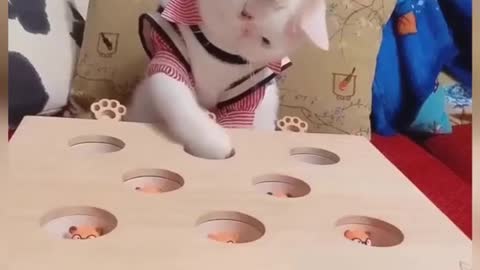 funny cat reaction videos cat training