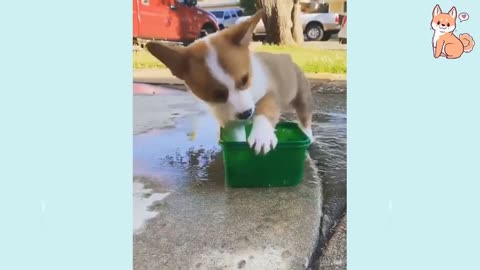 cute dog video will make you laugh