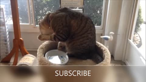 Funny cat videos for laughing