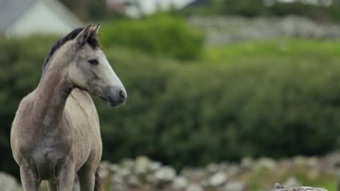 Horse Running On Grassland