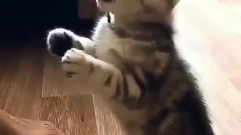 CAT EATING - VERY FUNNY