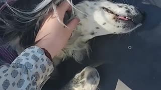 Grey dog getting armpit scratched with paw in the air
