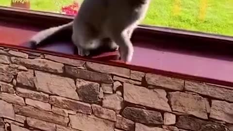 Do you know what cats do while they are crazy😏, watch this