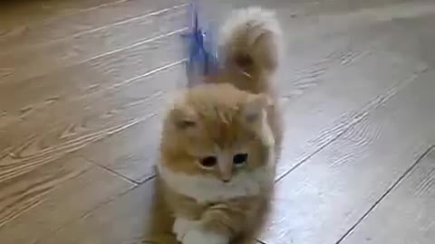 OMG Short Lagged Cat - Funny Cat