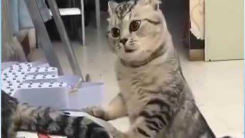 Hilarious Cat Having A Chat