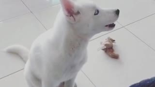 White husky puppy howls at squeaky toy off camera