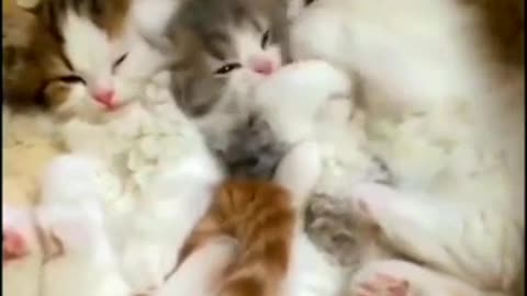 Even More of The Best Funny Animal Videos Of The 2023
