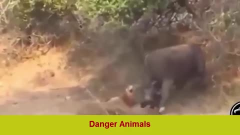 ✪ Amazing Wild Animal Attacks 4 -lion- tiger- Crocodile -deer-anaconda✔animal fights ✔Danger Animals