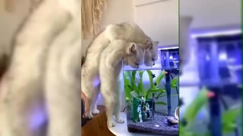 Cats drinking water from aquarium boxes to quench their thirst