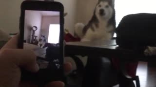 Husky howling at video of husky howling