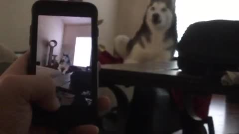 Husky howling at video of husky howling