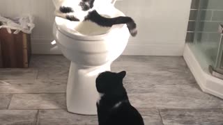 Cat Takes A Long Leak In Toilet