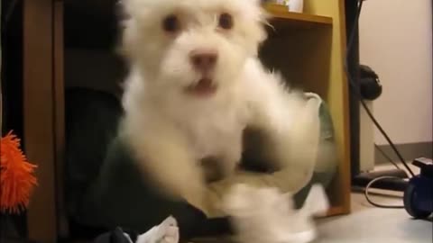 Funny dog gets caught eating toilet paper and attack camera