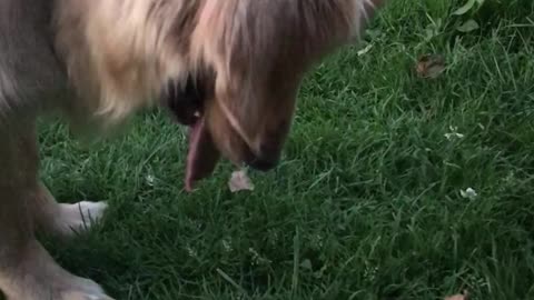 Dog Encounters a Scary Leaf