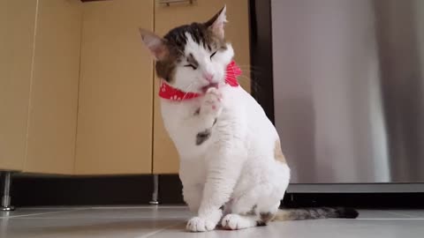 Cute Cat Cleans Herself