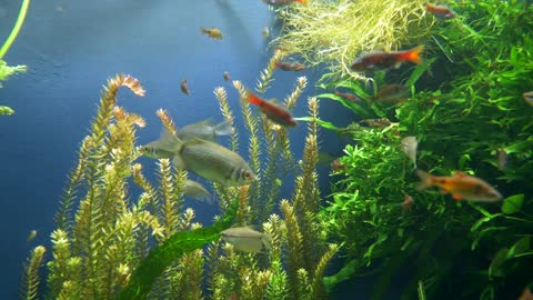 Gold Fish - Nature Video Clips