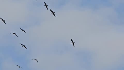 Many birds in flight / seagulls in flight / beautiful birds / cloudy sky.