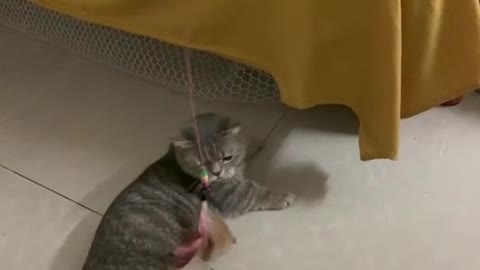 A cat playing beside the bed