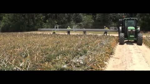 Ready to harvest ripe pineapples